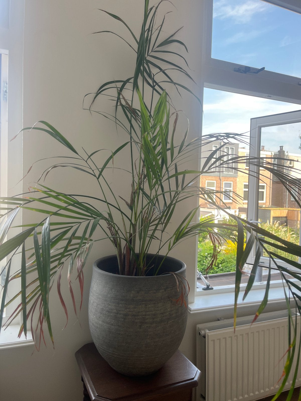 Grote kamerplant met pot, Vaste plant, Bloeit niet, Halfschaduw, Ophalen