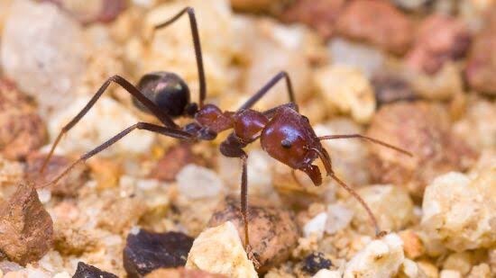 Irodomyrmex purpureus(meat ants) setup, Mieren