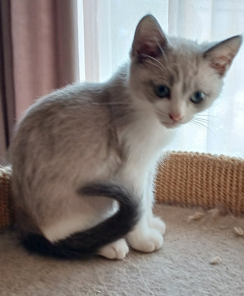 NEVA MASQUERADE X BLAUWE RUS KITTENS, Poes, Ontwormd, 0 tot 2 jaar