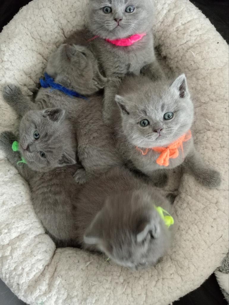 Lieve Britse korthaar Lilac kittens € 850,-, Meerdere dieren