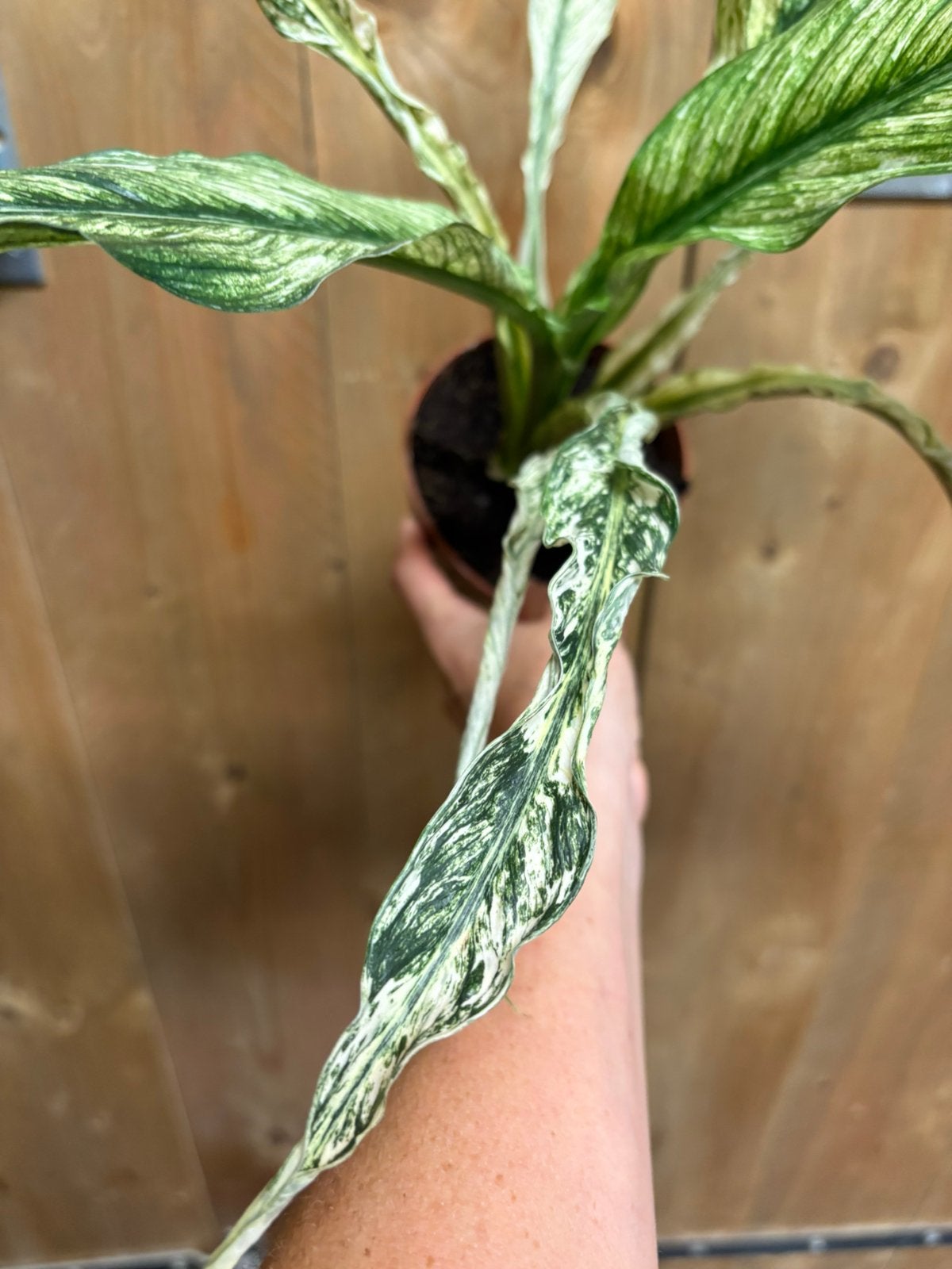 Spathiphyllum variegata plant albo white wit devil narrow, Huis en Inrichting, Kamerplanten, Ophalen of Verzenden, Halfschaduw