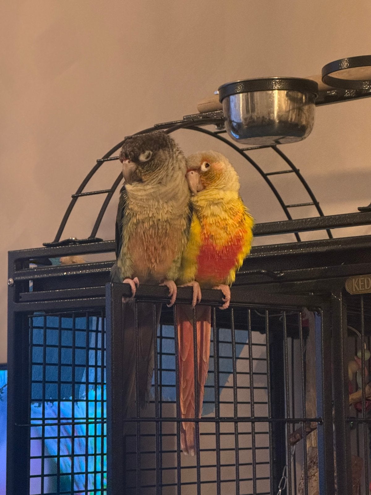 Pyrrhura papegaai dwergpapegaai coco en kiki, Geslacht onbekend, Papegaai, Tam