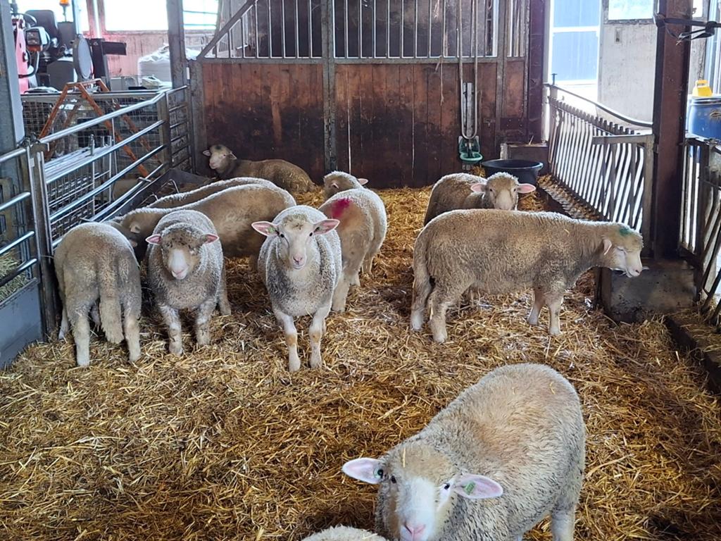 Stamboek poll dorset rammen, Mannelijk, Schaap