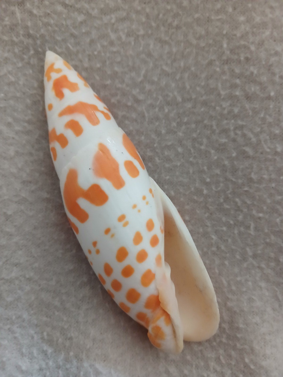 Prachtige witte zeeschelp met oranje vlekken, Ophalen of Verzenden, Zo goed als nieuw