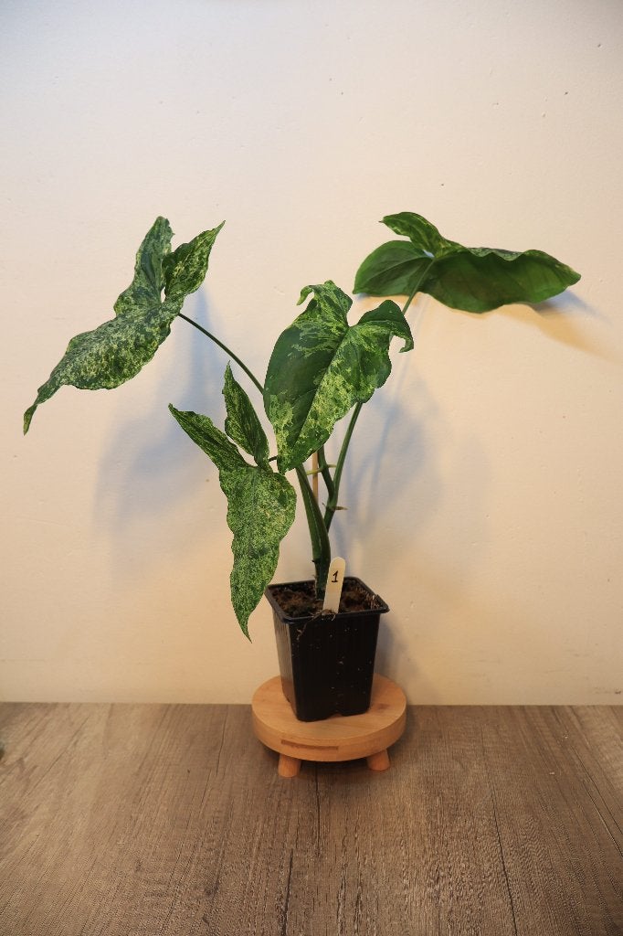 Syngonium Mottled Mojito #1, Ophalen, Overige soorten, Halfschaduw, In pot