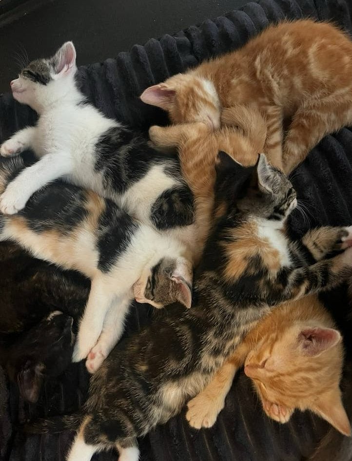 Super lieve kittens te koop, Dieren en Toebehoren, Katten en Kittens | Overige Katten, Meerdere dieren