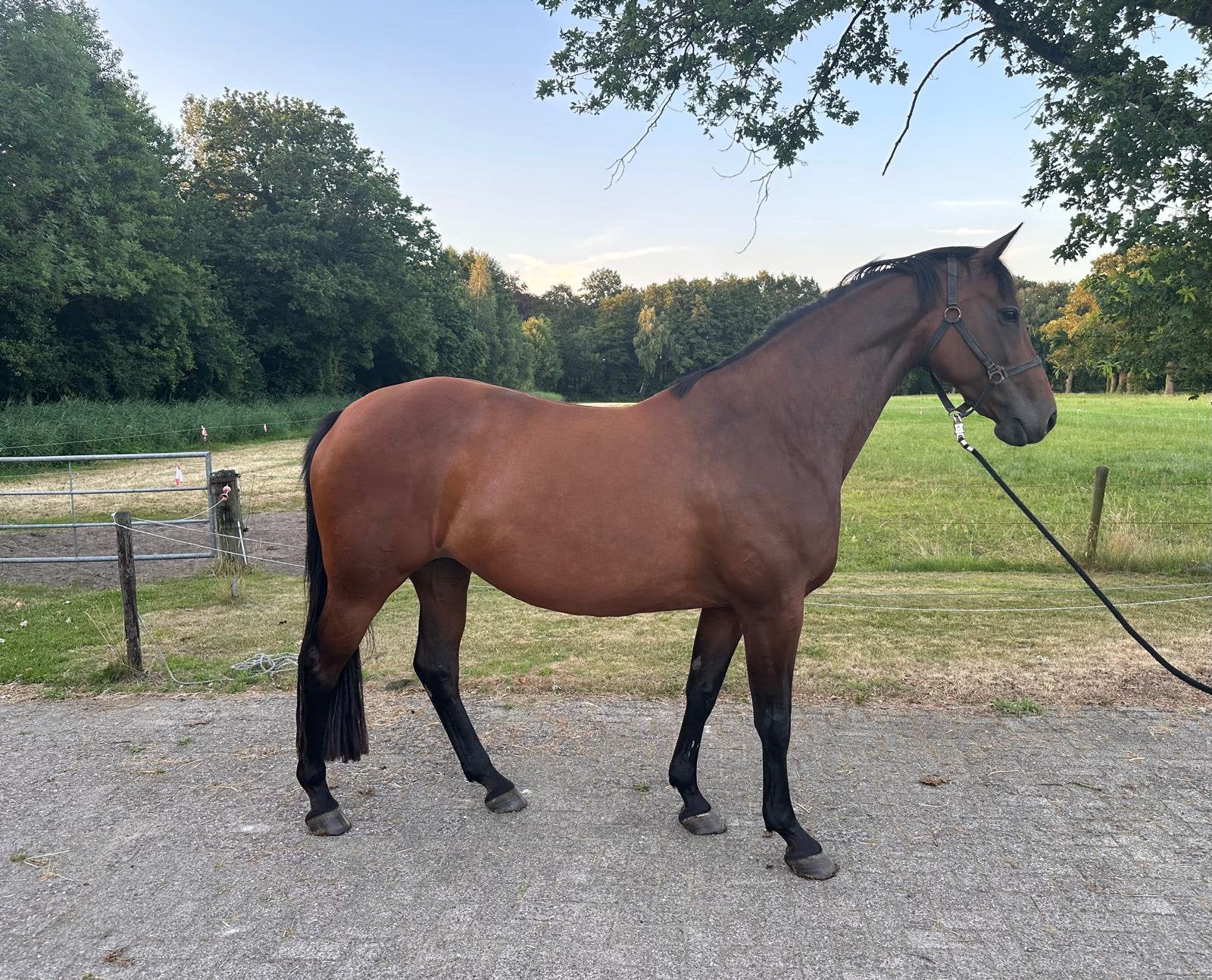 12 jarige Elite, EPTM (84.5 punt, SPR) Prok merrie, Dieren en Toebehoren, Paarden, Merrie, Springpaard, 11 jaar of ouder, 165 tot 170 cm