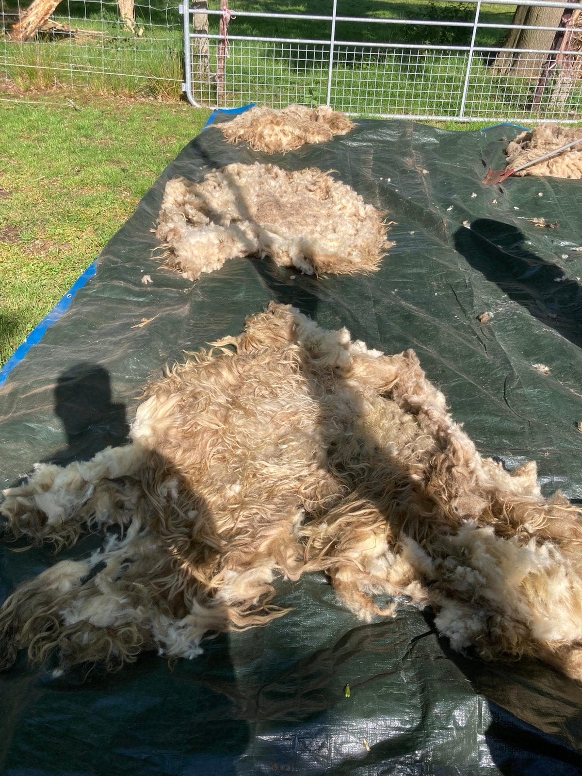 Schapenwol, Dieren en Toebehoren, Meerdere dieren, Schaap