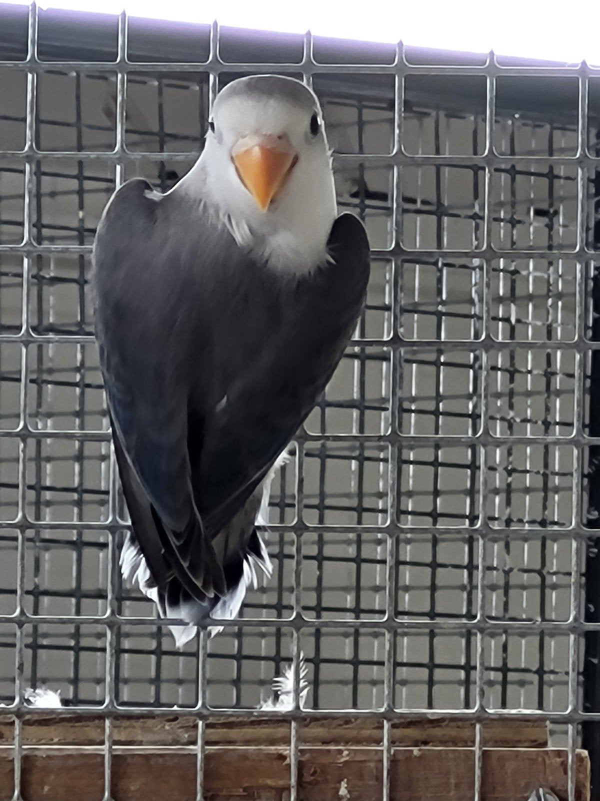 agapornis fischeri, Dieren en Toebehoren, Geslacht onbekend, Dwergpapegaai of Agapornis, Geringd