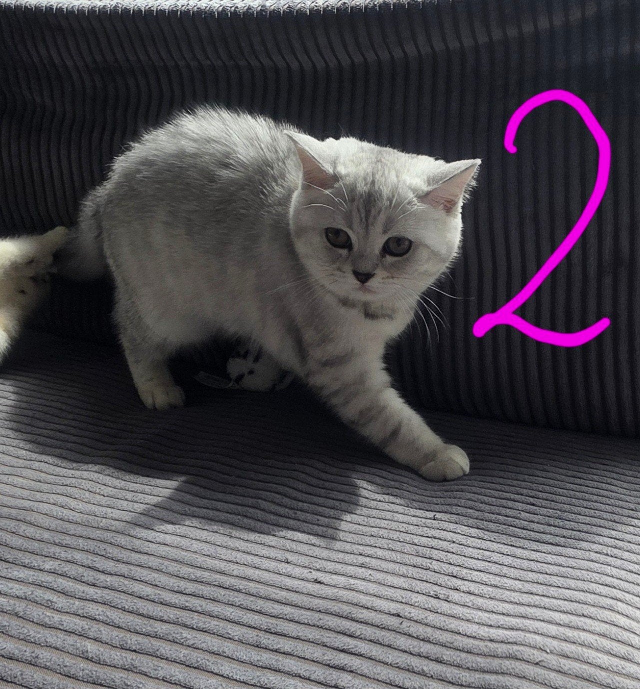 Britse korthaar kittens mag gelijk mee, Dieren en Toebehoren, Katten en Kittens | Raskatten | Korthaar, Meerdere dieren, Ontwormd