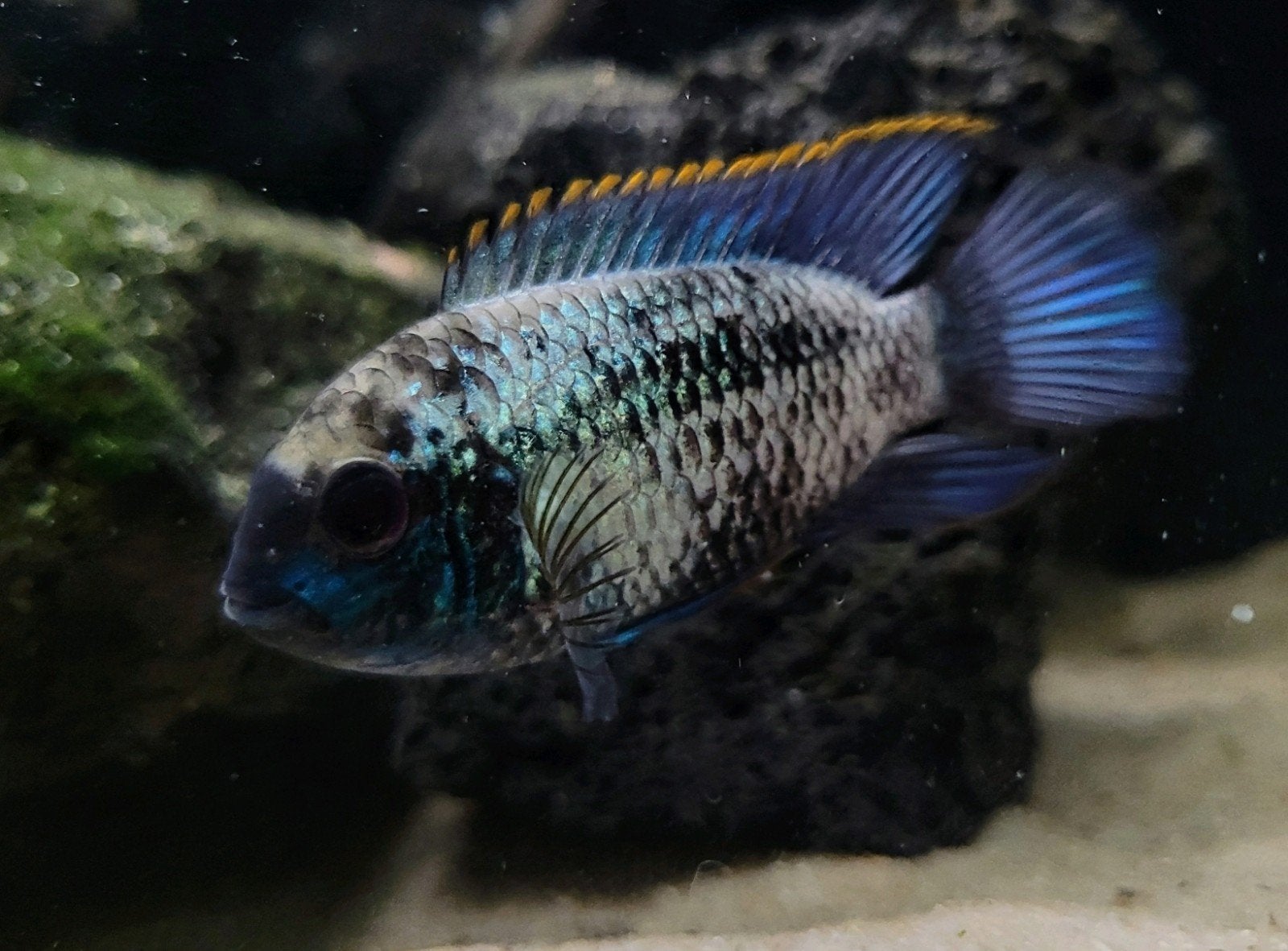 Prachtige electric blue acara man, Vis, Zoetwatervis, Schoolvis