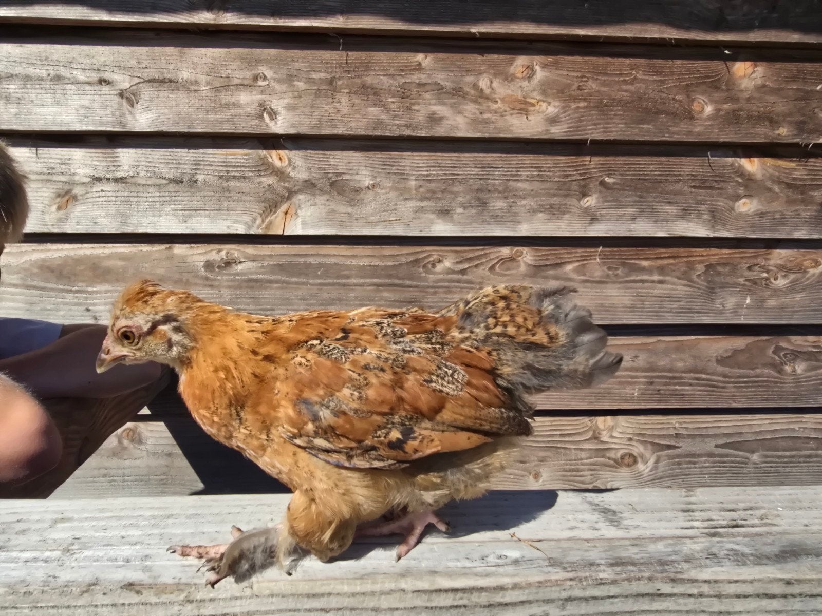 Hen, kip, kuiken., Vrouwelijk, Kip