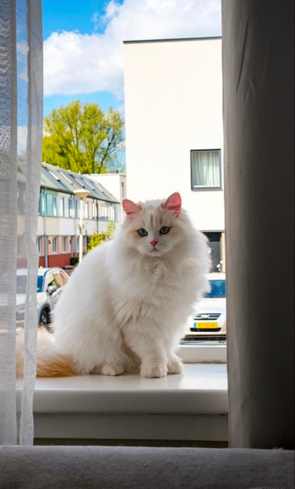 Kat, Dieren en Toebehoren, Katten en Kittens | Raskatten | Langhaar, Kater