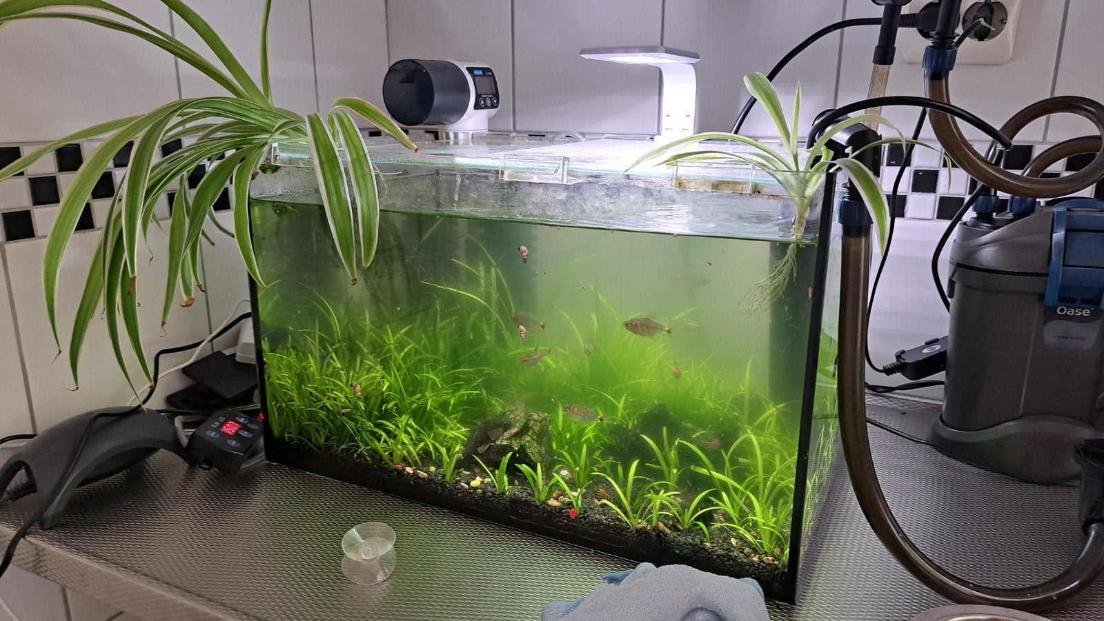 Zoetwater aquarium met toebehoren en vissen., Dieren en Toebehoren, Vissen | Aquaria en Toebehoren, Ophalen, Gebruikt, Gevuld zoetwateraquarium