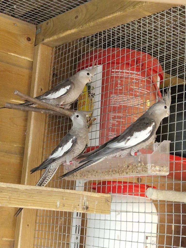 8788813, Dieren en Toebehoren