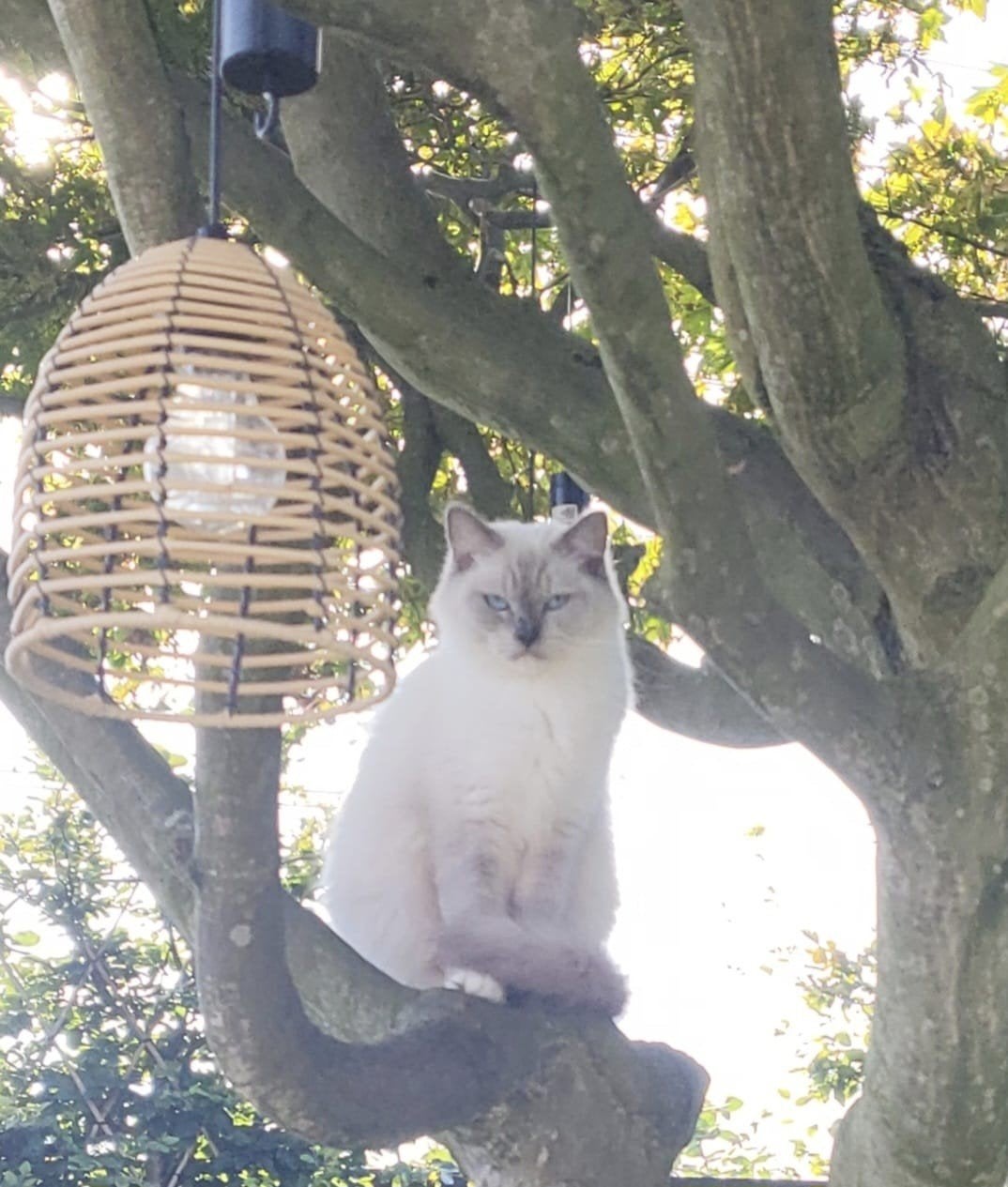 nieuw huis gezocht voor geholpen ragdoll poes (herplaatser), Poes, Langharig, 3 tot 5 jaar