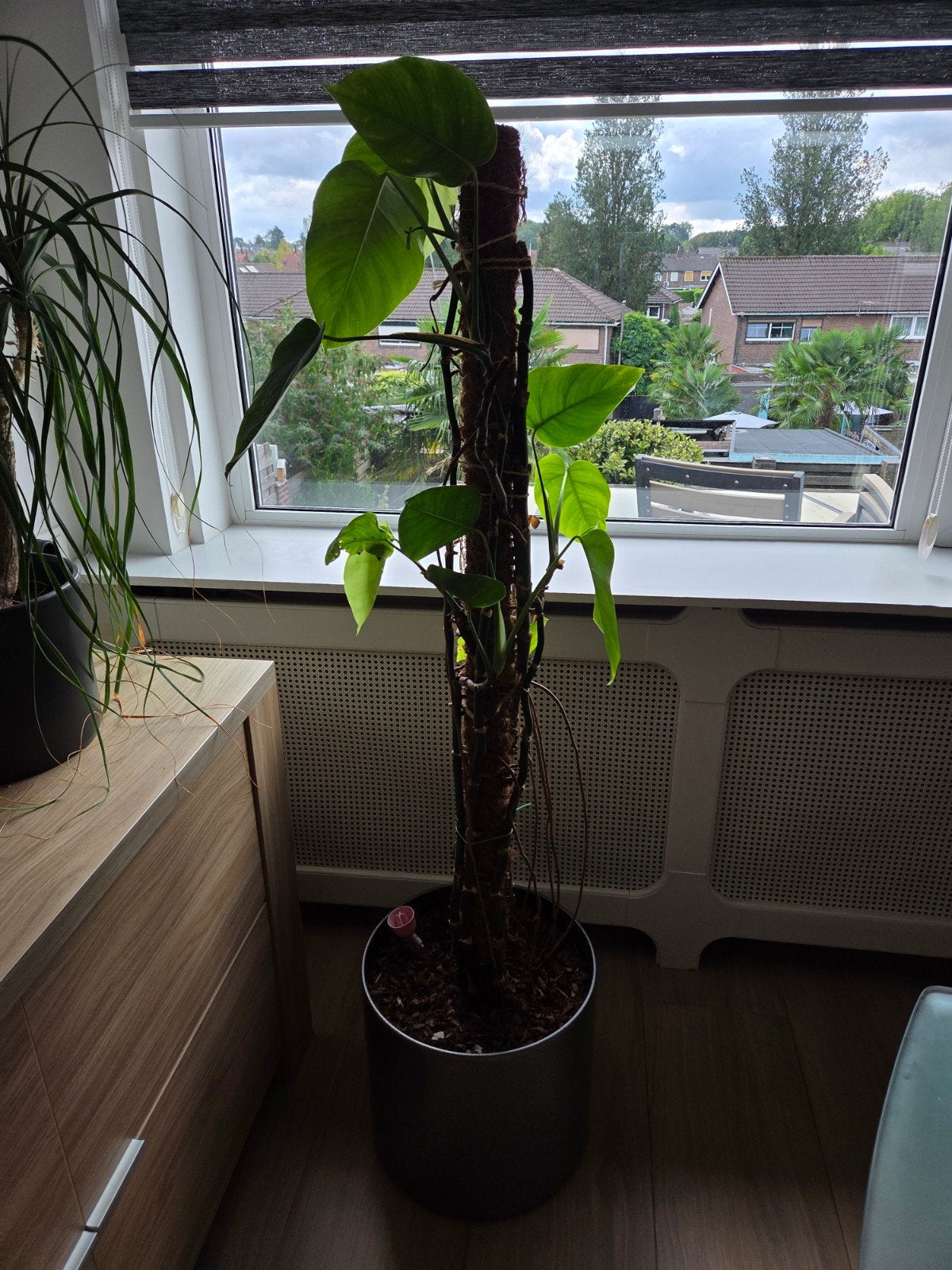 Monstera op stok 180cm met metalen hamerslag pot, Ophalen, Halfschaduw, Minder dan 100 cm