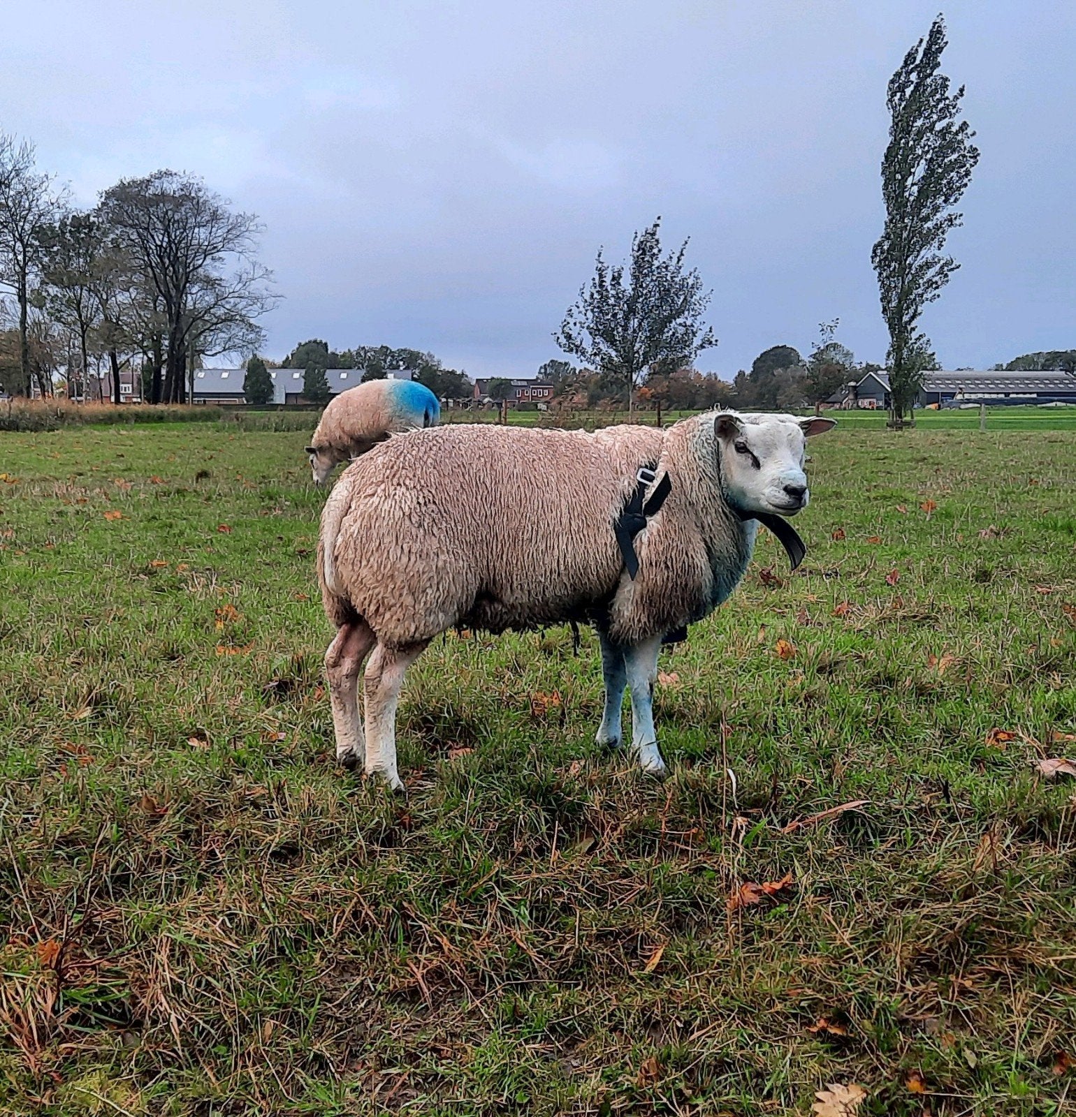 Texelaar dekram, Mannelijk, Schaap, 0 tot 2 jaar