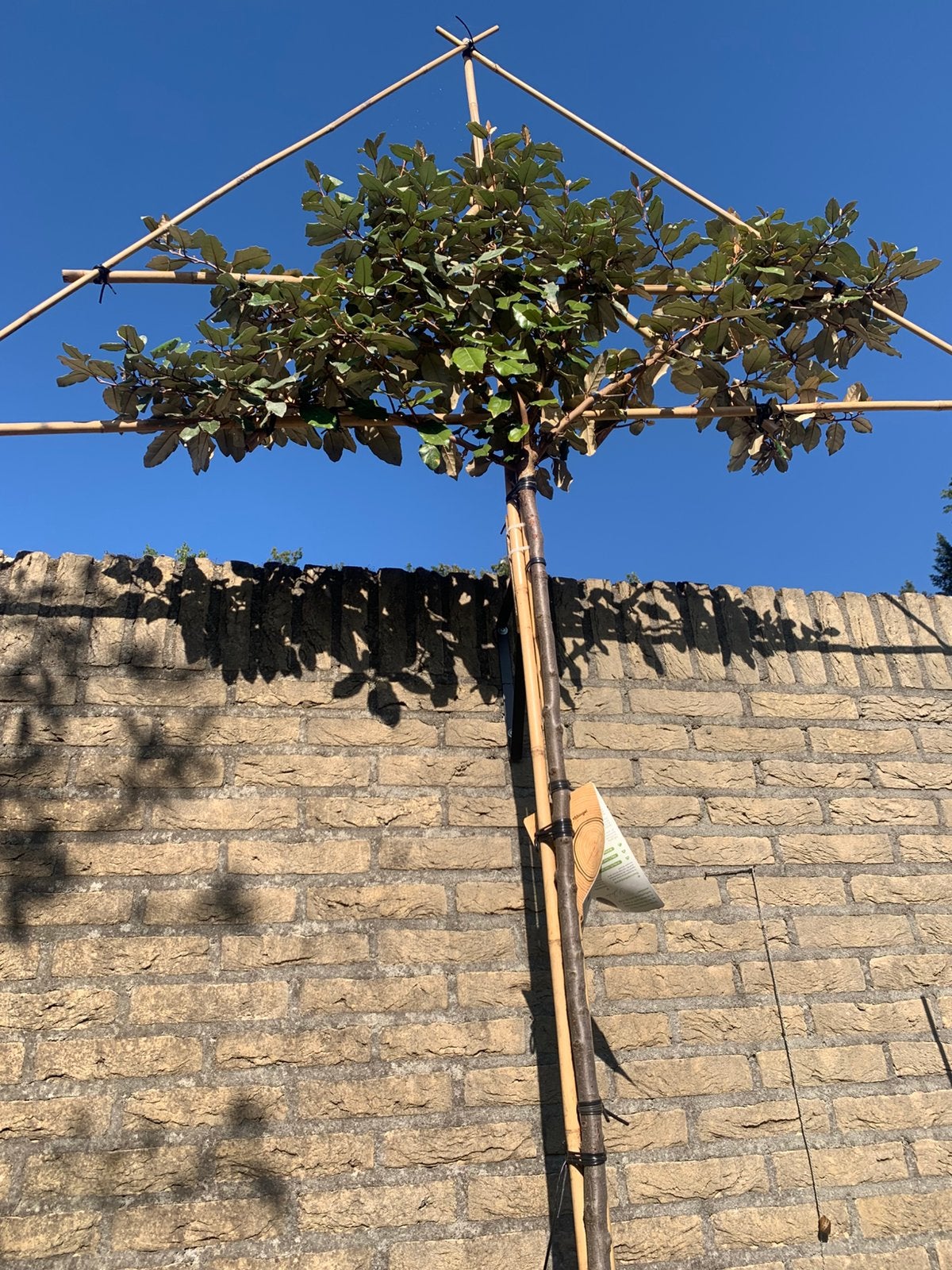3 Leibomen in pot, olijfwilg, 180cm stam, topkwaliteit, Overige soorten, 100 tot 250 cm, Ophalen, Volle zon