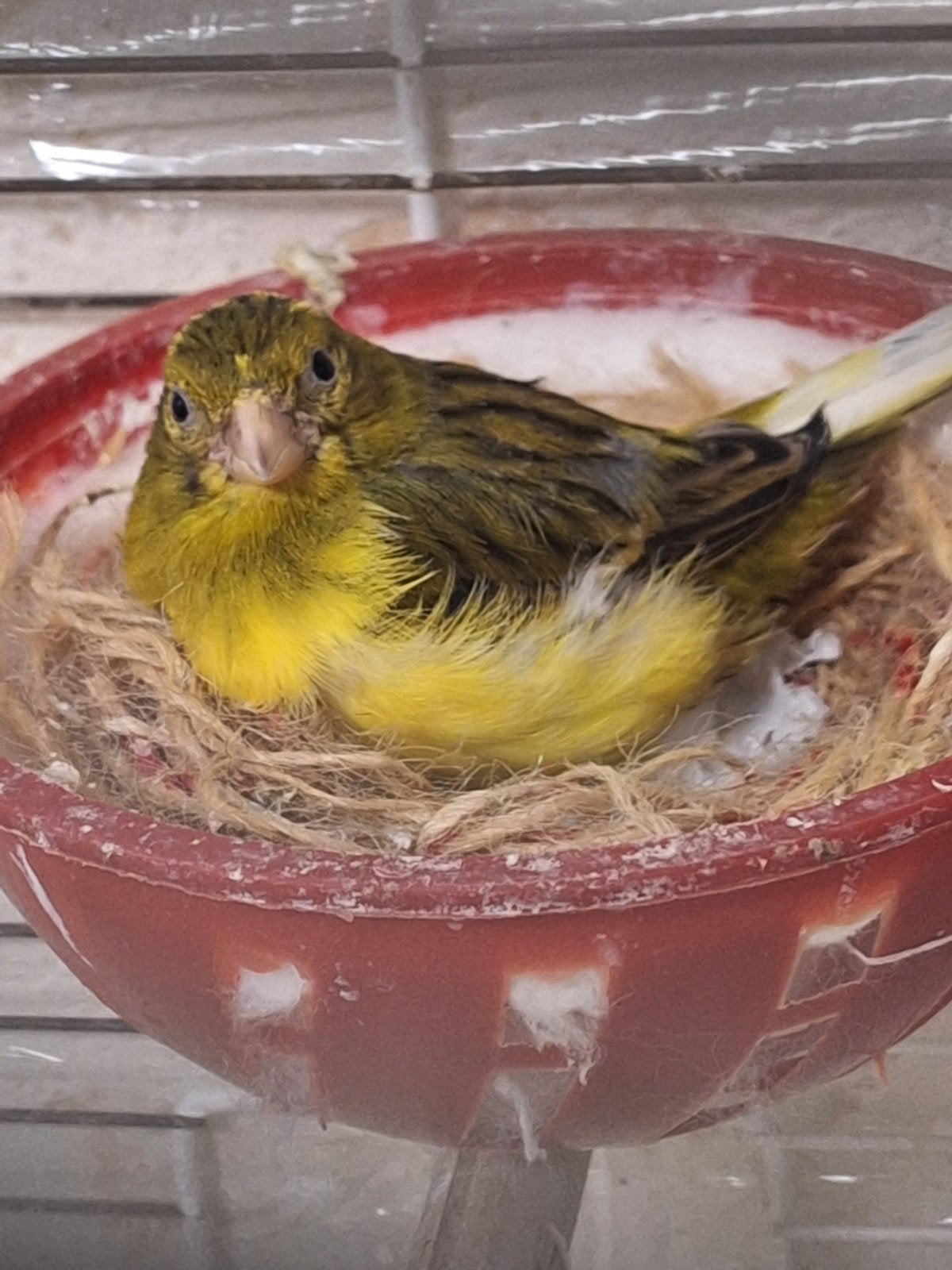 Witte en Raza kanaries, Dieren en Toebehoren
