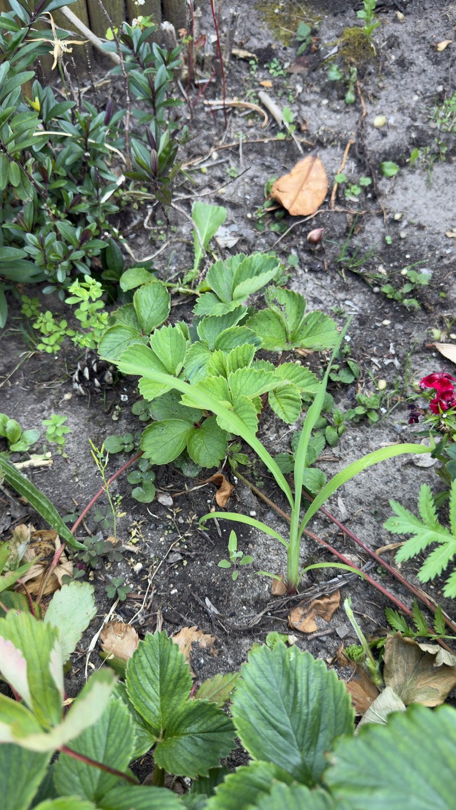 Aardbeien plantjes+uitlopers. Gratis!, Tuin en Terras, Volle zon, Vaste plant, Ophalen of Verzenden, Zomer