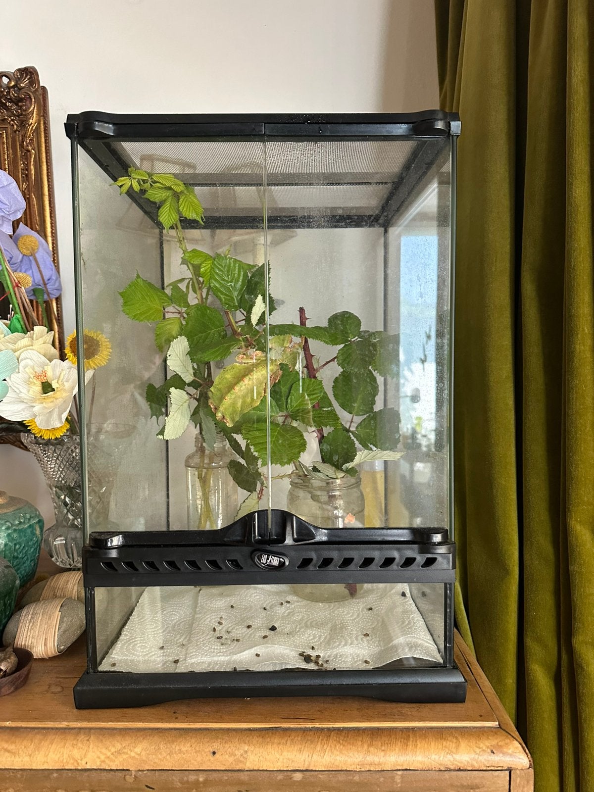 Terrarium, Dieren en Toebehoren, Ophalen, Gebruikt