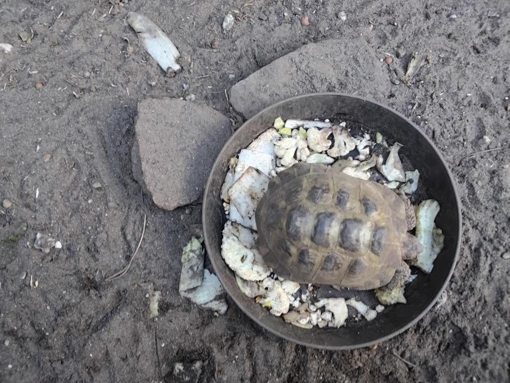 Schildpad testudo horsvildie Tortoise - male for sale from wvheel