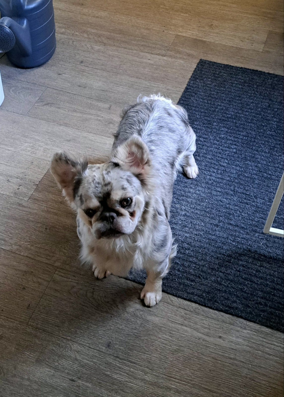 Fluffy Franse Bulldog, Dieren en Toebehoren, Honden | Bulldogs, Pinschers en Molossers, 1 tot 2 jaar, Teef, Bulldog, Eén hond