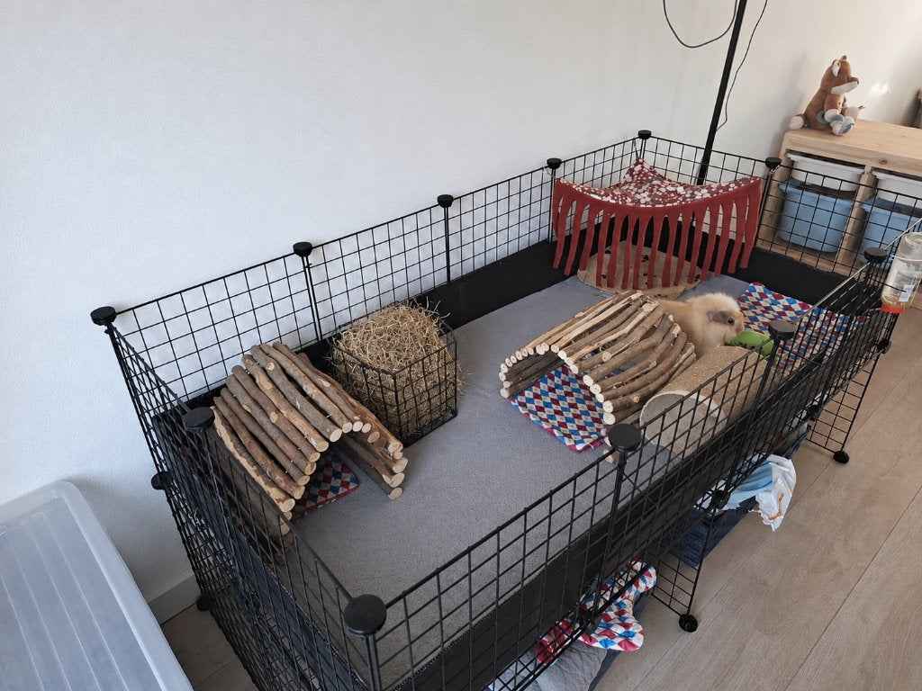 2 lieve cavia's zoeken een nieuw thuis, Cavia, Januari, Meerdere dieren, Tam