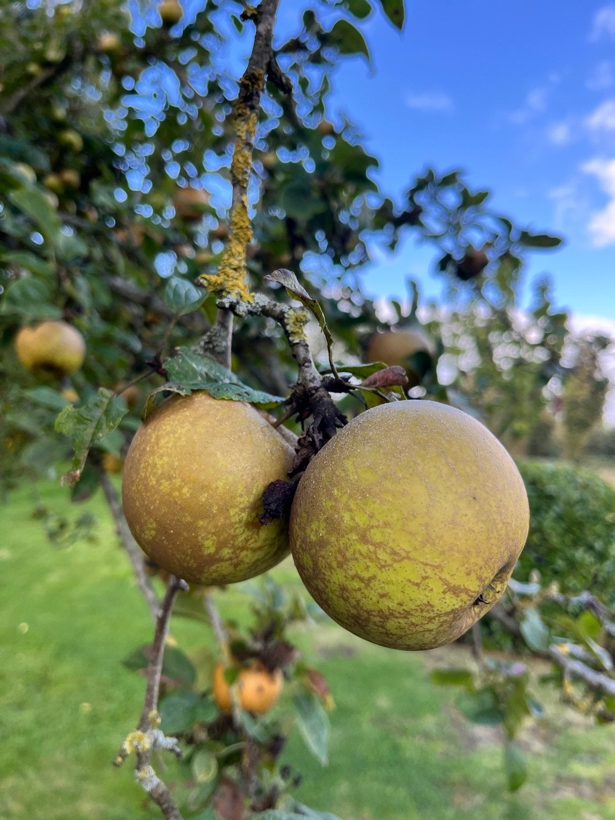 Verse Lunterse Pippeling appels - Ideaal voor sap en moes!, Ophalen