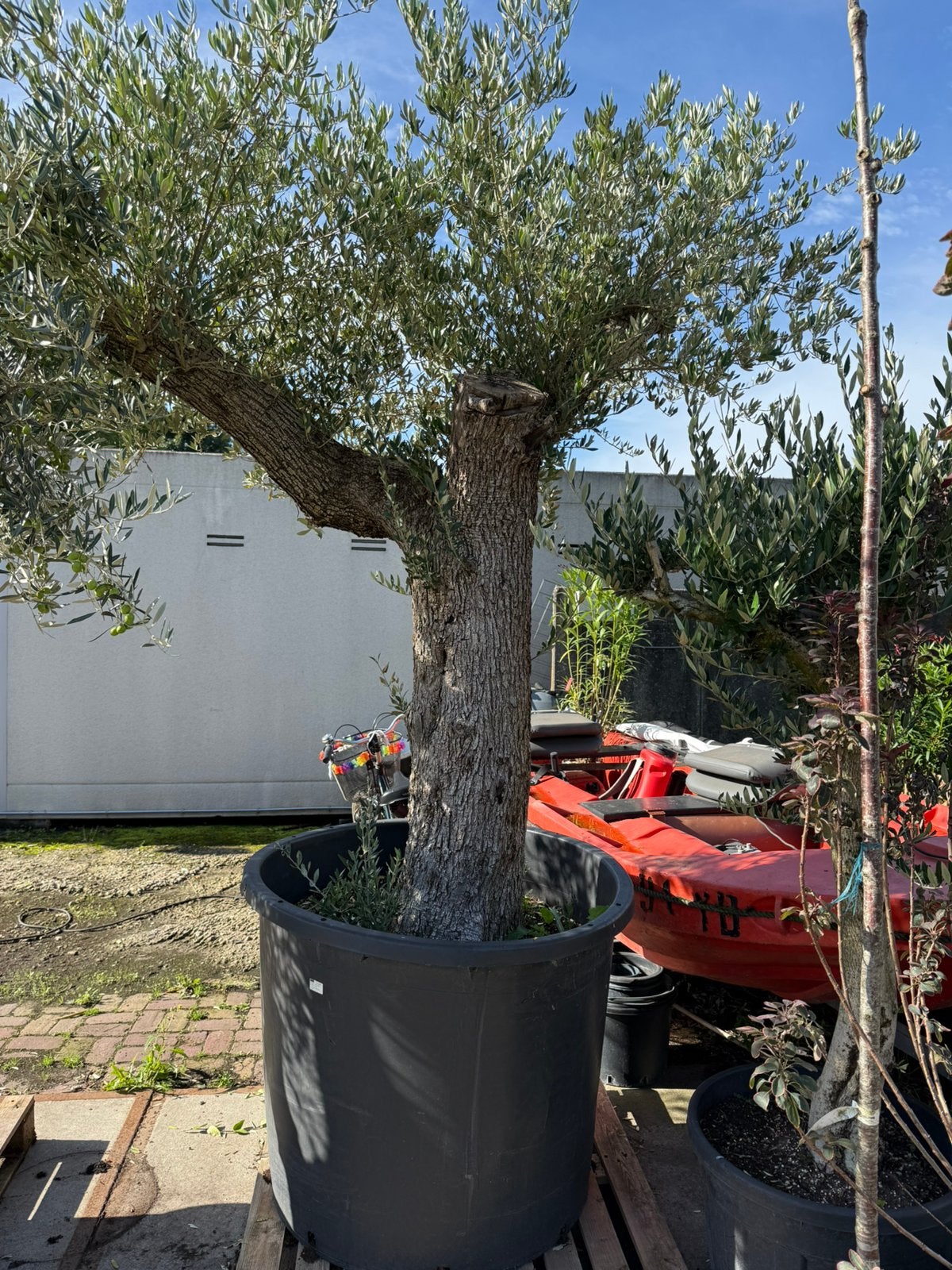 Deze week grote olijven en palm met 50,- extra korting, 100 tot 250 cm, Olijfboom, Zomer, Ophalen