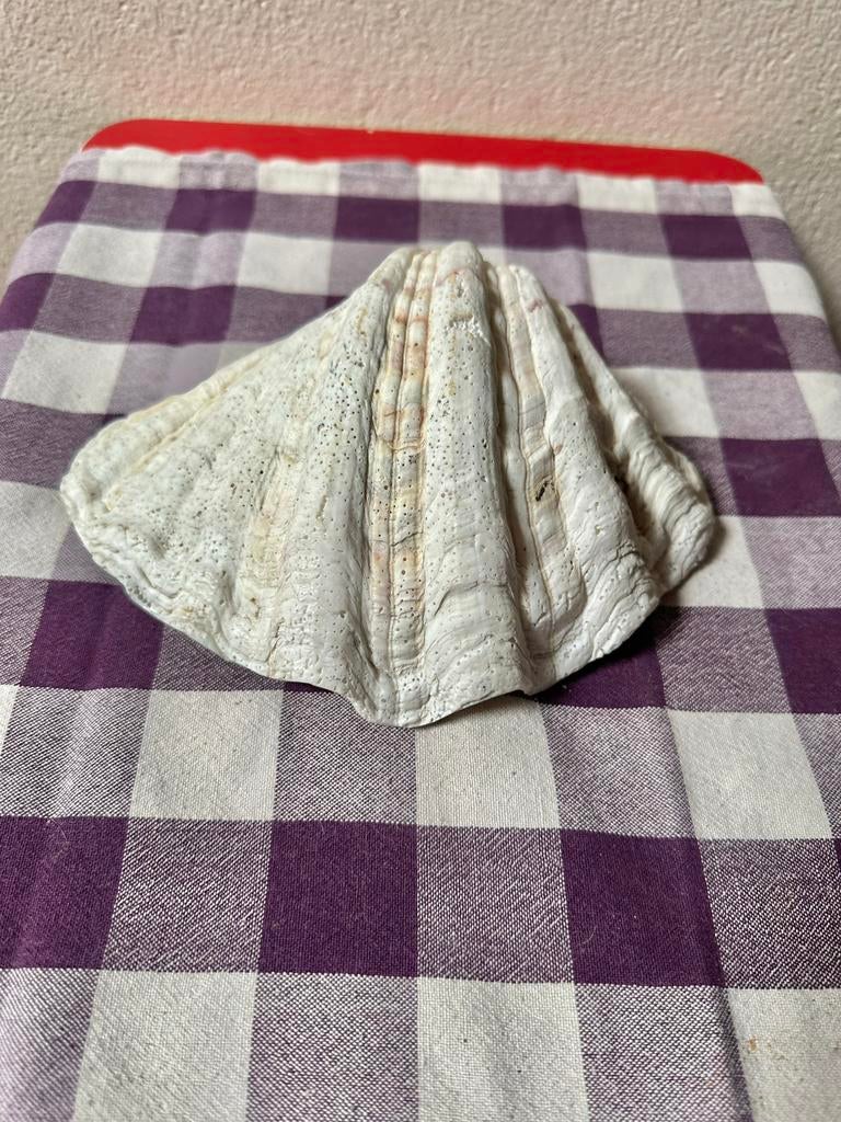 2 x doopvontschelp, Verzamelen, Mineralen en Fossielen, Ophalen of Verzenden, Schelp(en)