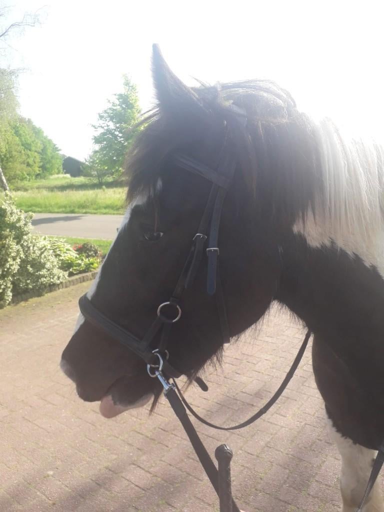Bijrijder gezocht voor mijn tinker, Dieren en Toebehoren, Ophalen, Recreatie