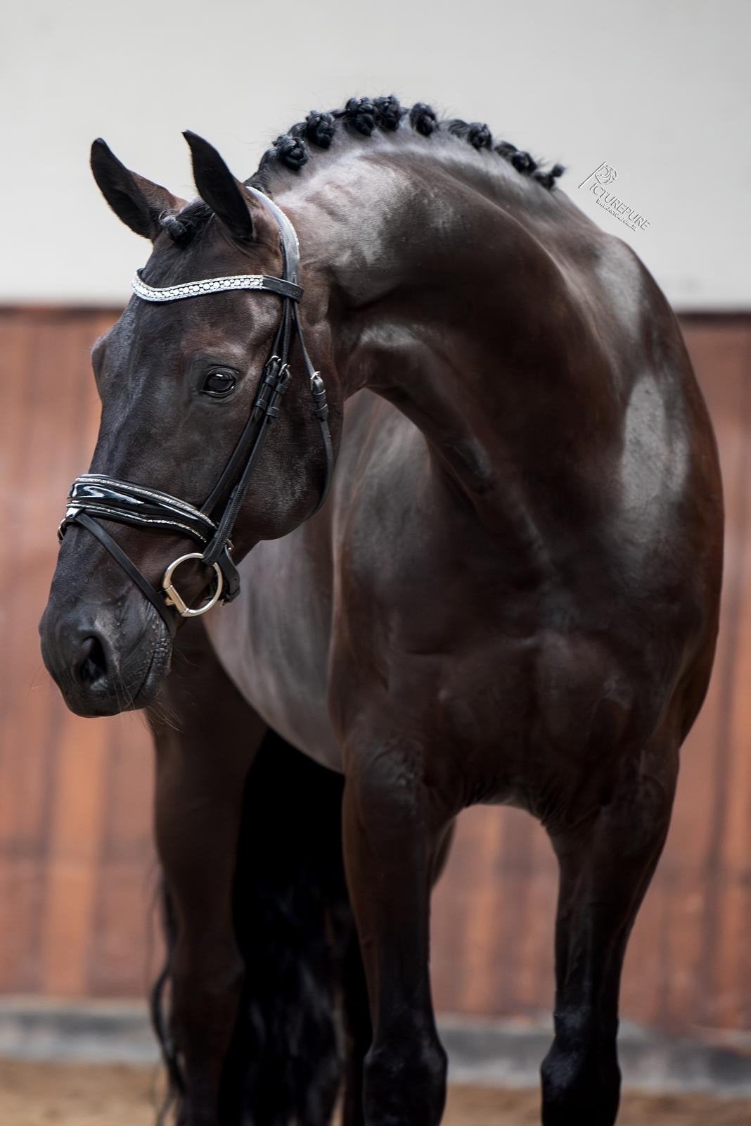 Betrouwbaar dressuurpaard Neeskens, Dieren en Toebehoren, Met stamboom, Ruin, M, Dressuurpaard