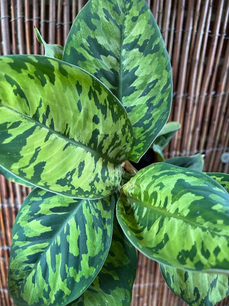 Camouflage plant (Homalomena )🪴, Huis en Inrichting, Overige soorten, In pot, Minder dan 100 cm, Groene kamerplant
