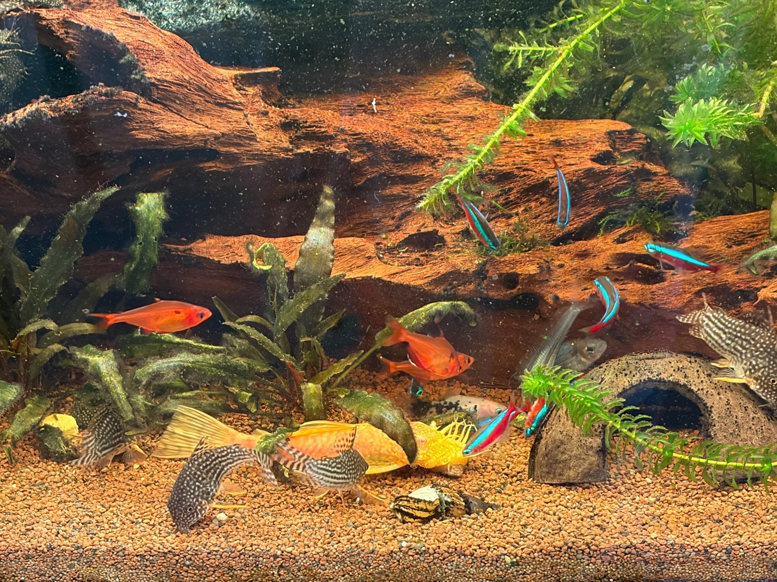 xompkeet aquarium, Dieren en Toebehoren, Vissen | Aquariumvissen, Vis