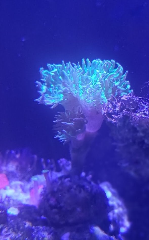 Laatste koralen leegverkoop: Duncan en Rode Schijf, Ophalen, Gebruikt, Gevuld zeewateraquarium, Red Sea