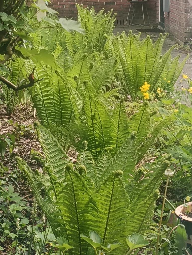 Varens (plantjes vanaf 2,50), Tuin en Terras, Planten | Tuinplanten, Ophalen of Verzenden, Bloeit niet, Varens, Halfschaduw
