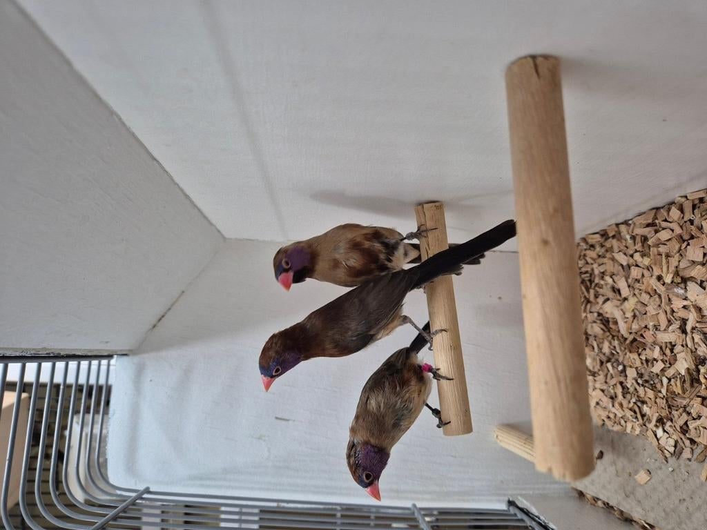 Te koop diverse tropische vogels zie advertentie, Meerdere dieren, Tropenvogel, Geringd