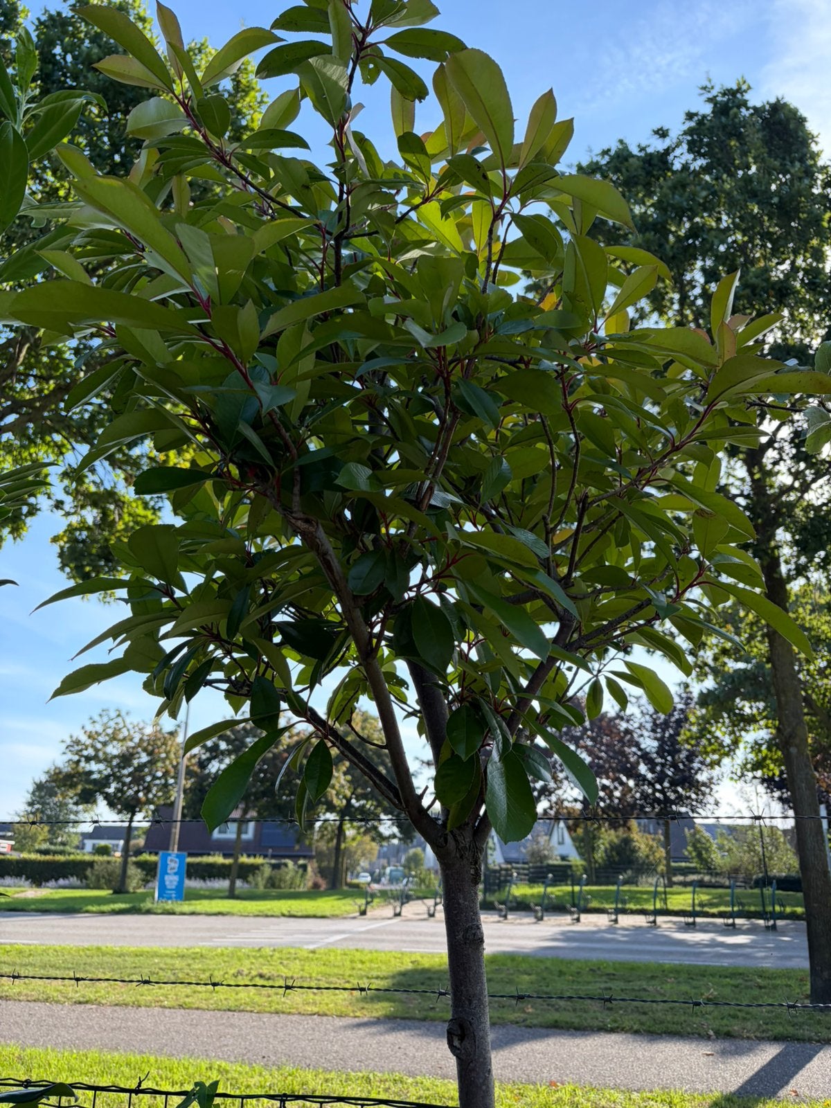 Photinia red robin bol op stam 160cm met bol 70 cm diameter, Tuin en Terras, 100 tot 250 cm, Zomer, Ophalen, Volle zon