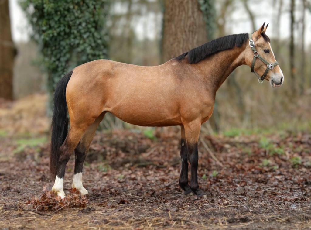 5jarige dressuur/allround d-pony, Dieren en Toebehoren, Pony's, Merrie, D pony (1.37m tot 1.48m), 3 tot 6 jaar