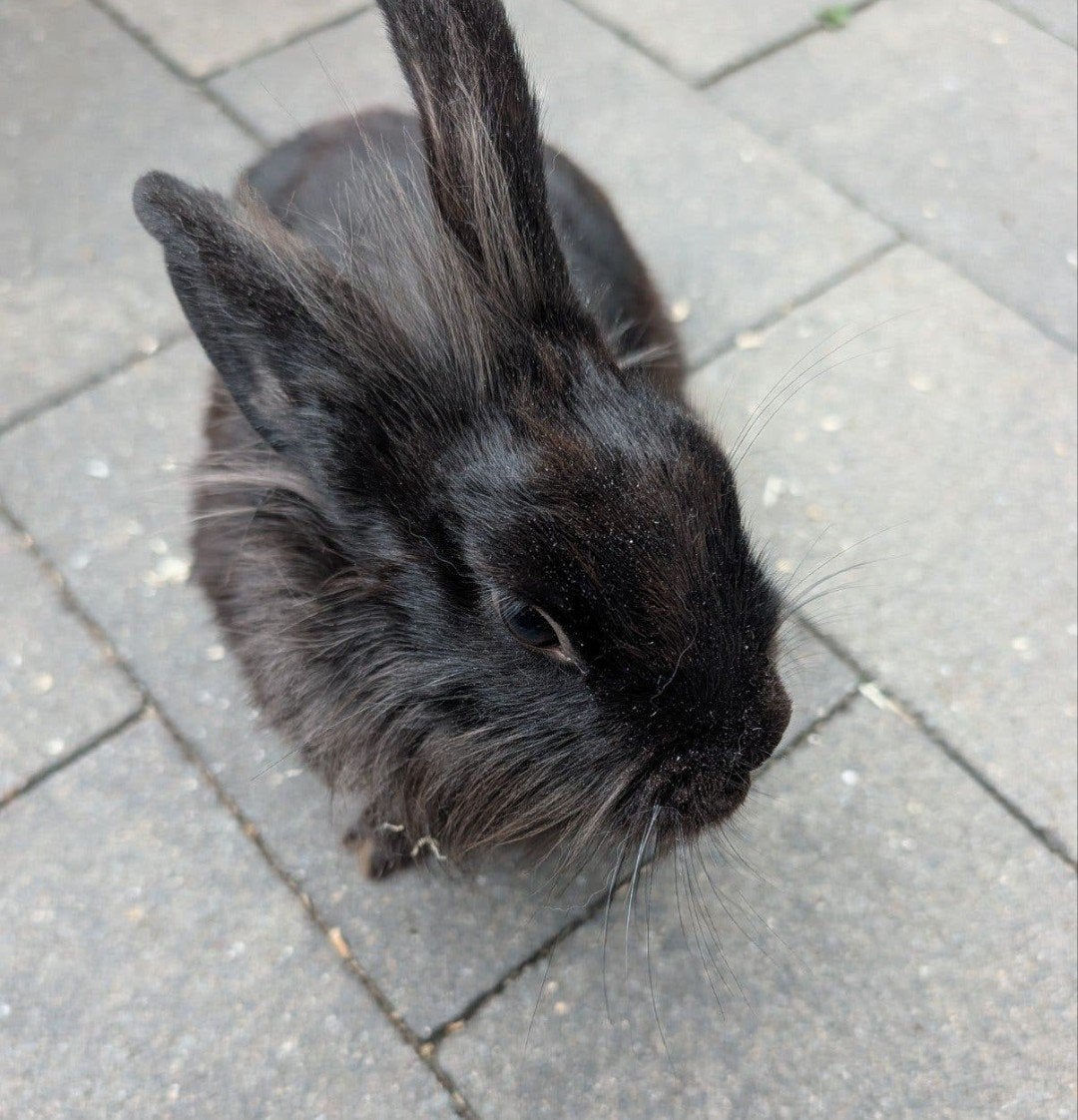 lief mannetjes konijn, Dieren en Toebehoren, Mannelijk