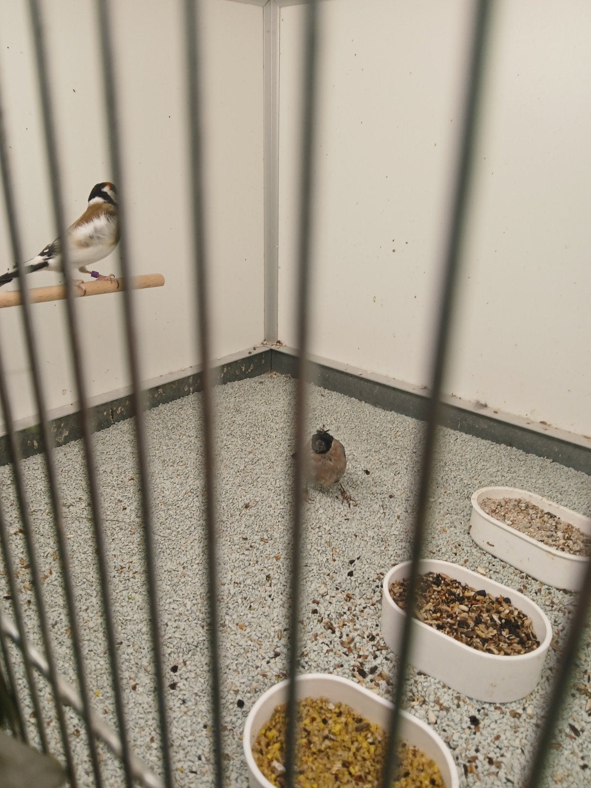 Noorse goudvink pop van 2025, Vrouwelijk, Wildzangvogel, Geringd
