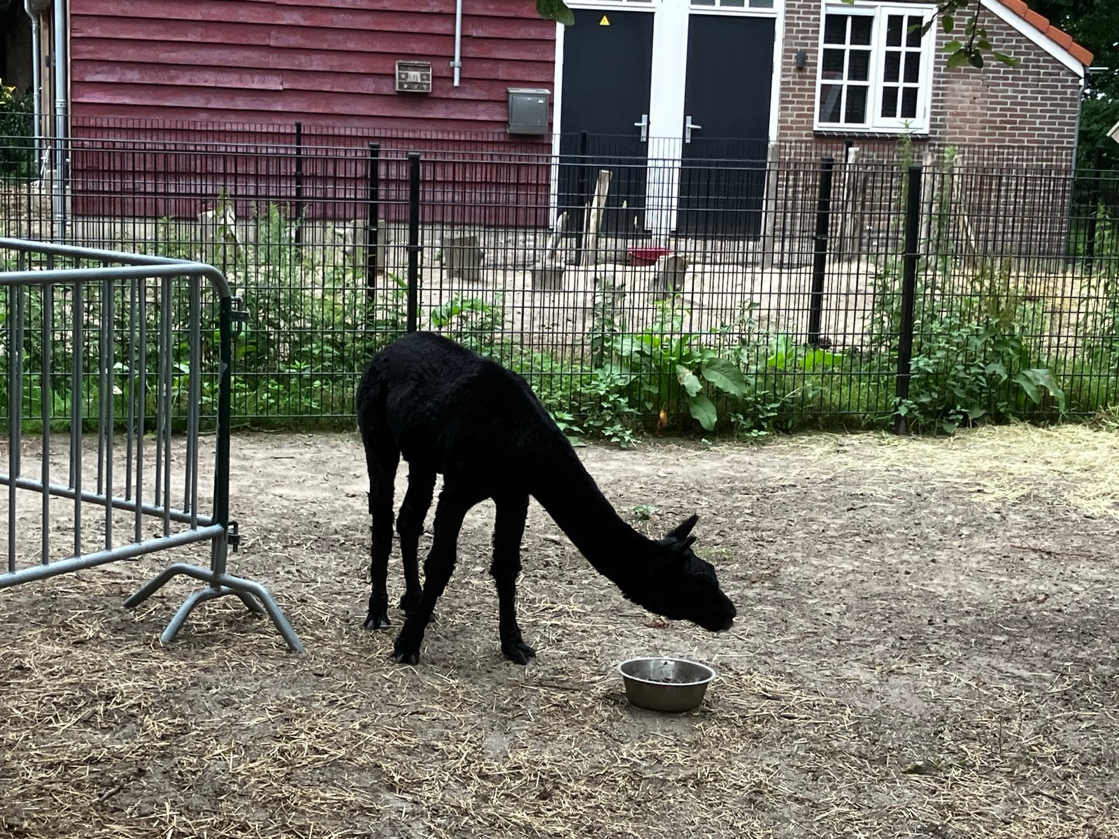 Suri dekhengst, Dieren en Toebehoren, Overige Dieren, Juni, Mannelijk
