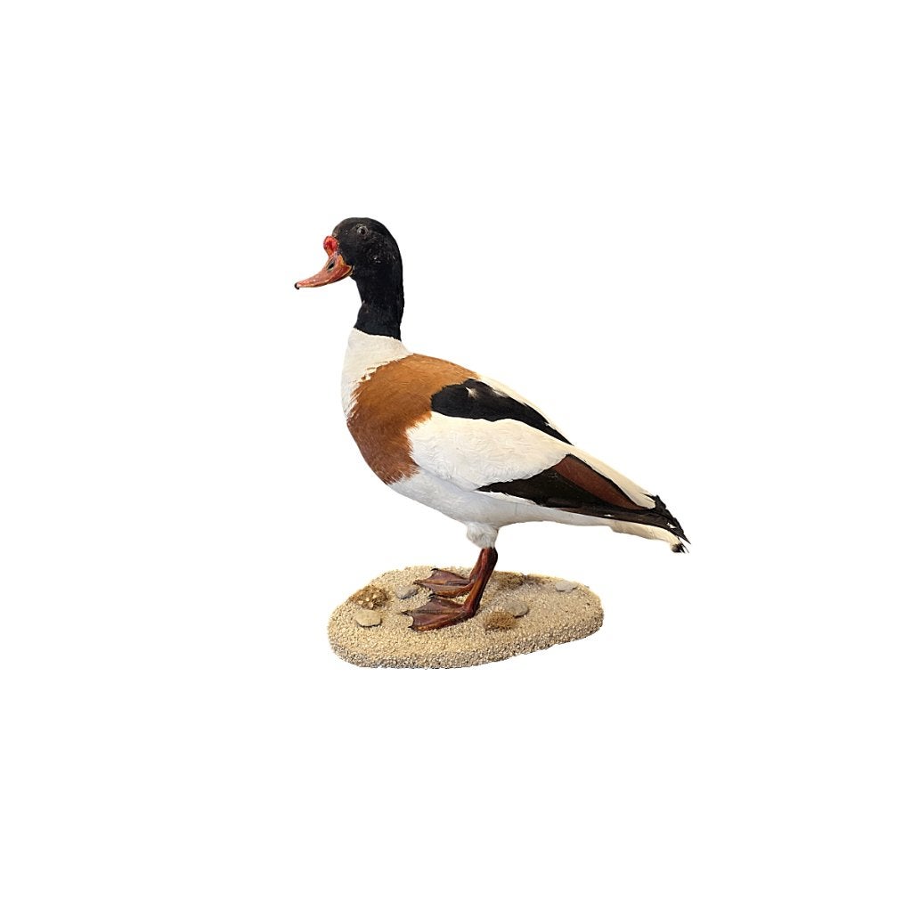 Opgezette Bergeend op natuurlijke voetstuk, begin 21e eeuw, Ophalen of Verzenden, Zo goed als nieuw, Vogel, Opgezet dier