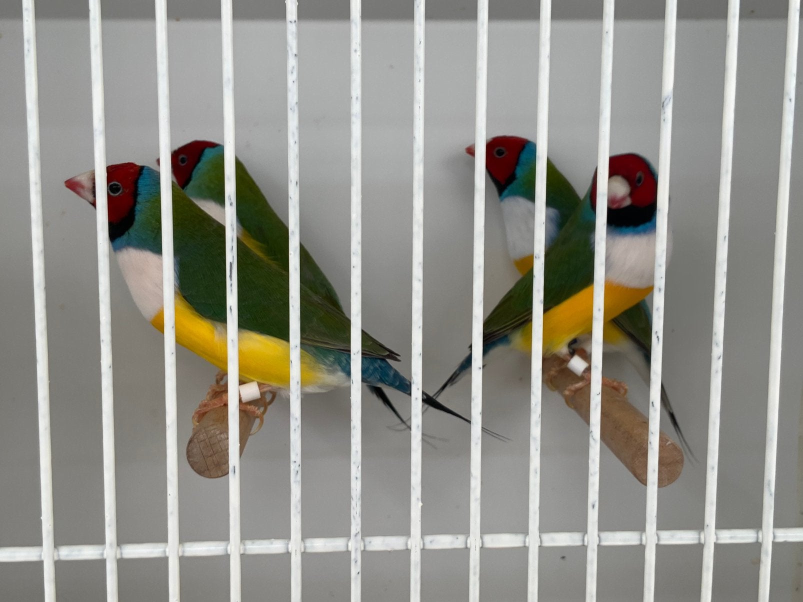 Gouldamadines, Goulds Te Koop Aangeboden., Meerdere dieren, Tropenvogel, Geringd