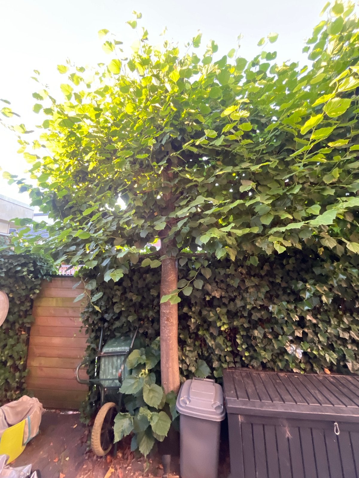 3 Prachtige Leibomen - worden week 34 uitgegraven, Bloeit niet, Leiboom, 250 tot 400 cm, Ophalen