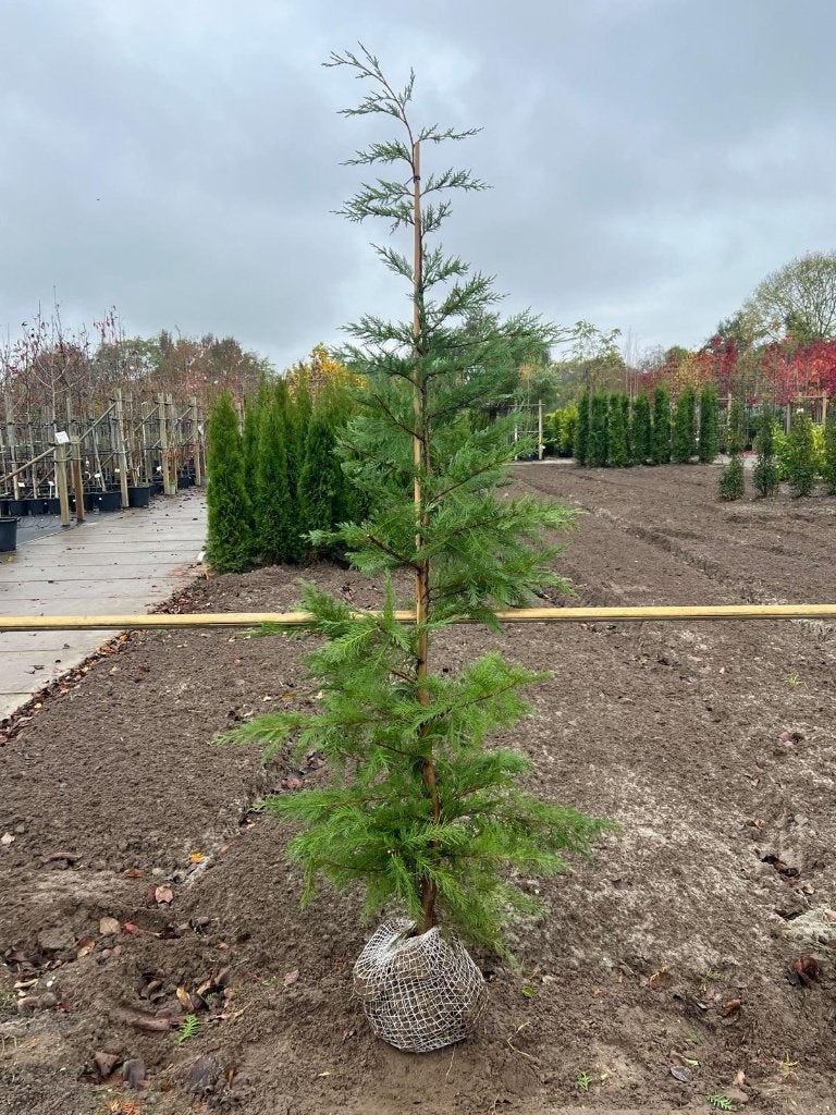 Cupressus x leylandii diverse maten (haagconifeer), Ophalen, Conifeer, Haag, 100 tot 250 cm