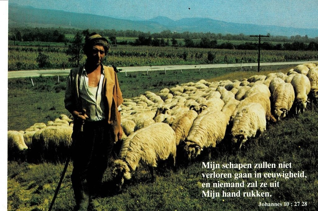 Religie, schapen, Verzamelen, Ansichtkaarten | Themakaarten, Ophalen of Verzenden, 1980 tot heden, Ongelopen, Overige thema's