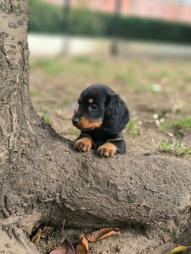 hele mooie teckel pupjes bij ons geboren!!, Dieren en Toebehoren, België, CDV (hondenziekte), 8 tot 15 weken, Dwerg